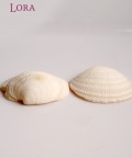 Fimbra