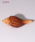 Philippine Whelk Deniz Kabuğu